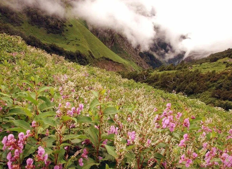 Flowers valley. Национальный парк Долины цветов, Уттаракханд. Долина цветов Нанда Деви. Национальные парки Нанда-Деви и «Долина цветов». Долина цветов Индия национальный парк.