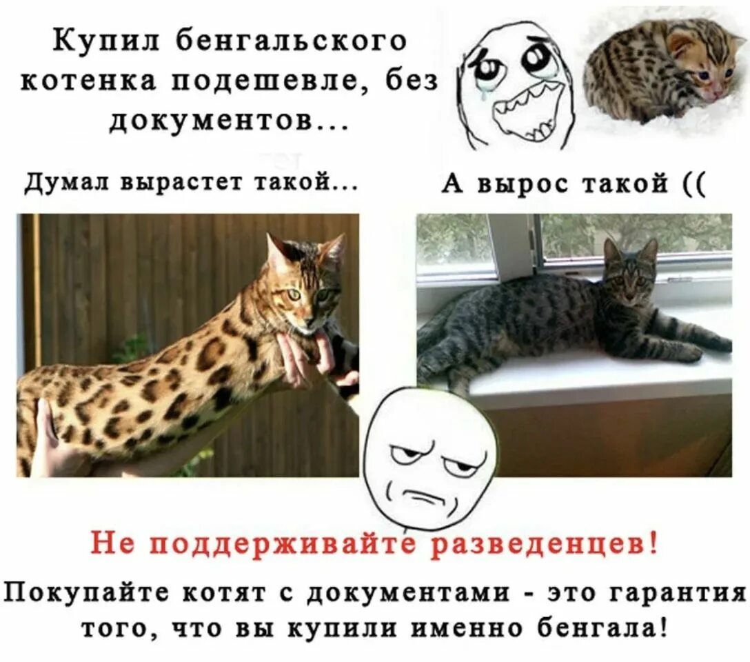 Котенка то купили