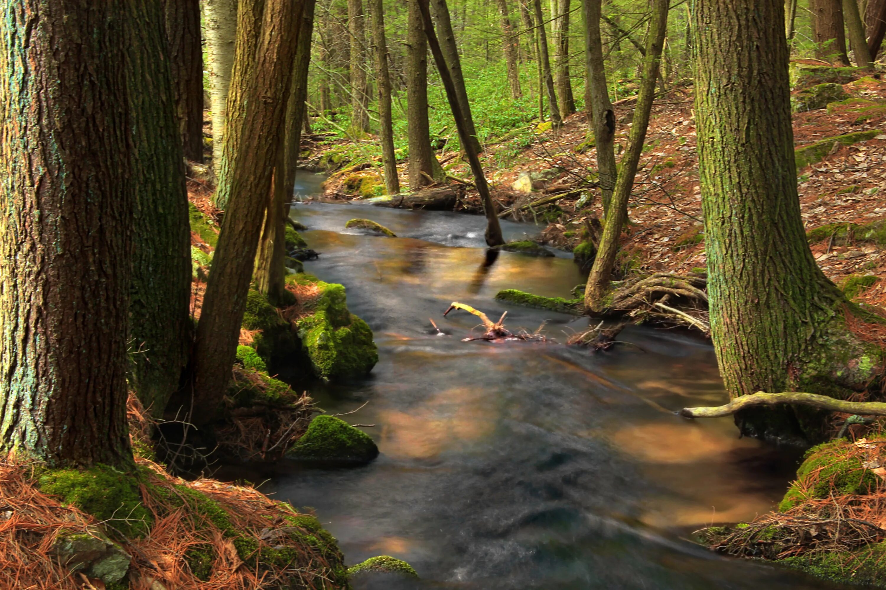 Forest gap