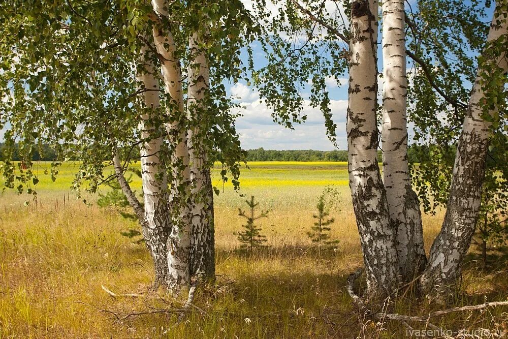 Какие выбрать для средней полосы. Природа средней полосы России. Пейзажи средней полосы России. Пейзажи среднерусской полосы. Лес средней полосы России.