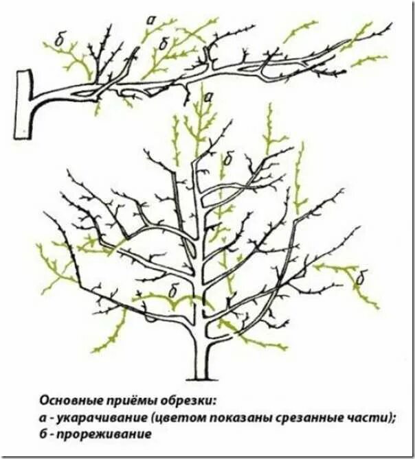 Как подрезать яблоню весной. Схема обрезки яблони весной. Обрезка яблони весной. Весенняя обрезка плодовых деревьев. Весенняя обрезка плодовых деревьев яблоня.