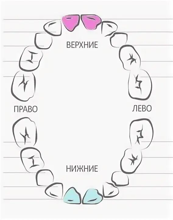 Как лезут зубы у детей схема последовательность. Зубы малыша схема прорезывания.
