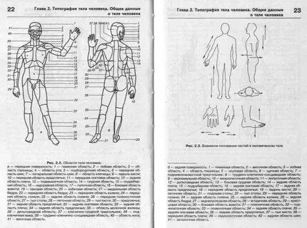 Анатомия областей