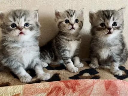 Котята суровикино