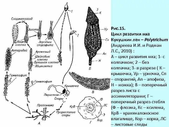 Спорогон у мхов это. Спорогон у мхов это