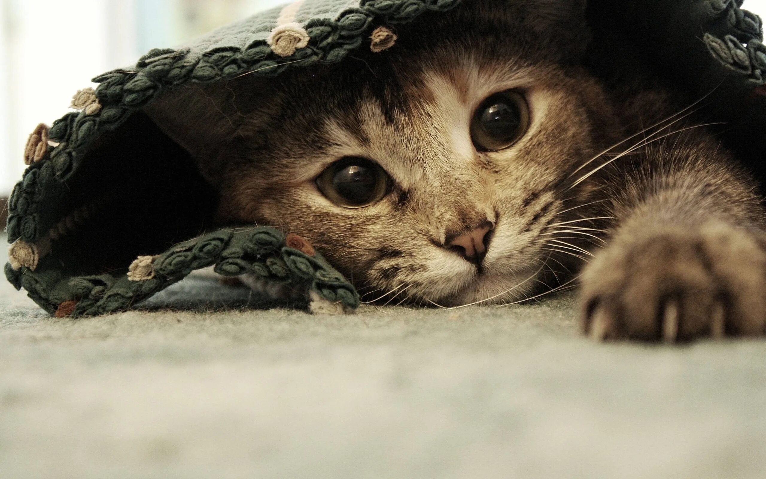 Котики д