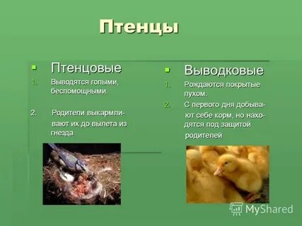 Птенцы выводковые и гнездовые