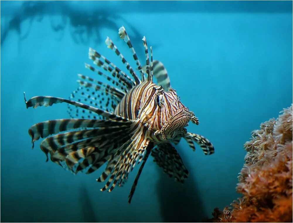 Рыба крылатка Зебра. Рыба полосатая крылатка. Крылатка Pterois volitans. Рыба Pterois volitans.