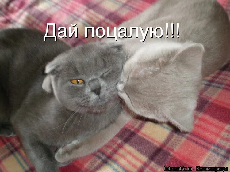 очень не хватает кота. не хватает ласки. ласки не хватает коты картинки. хочется нежности и заботы. не хватает ласки.