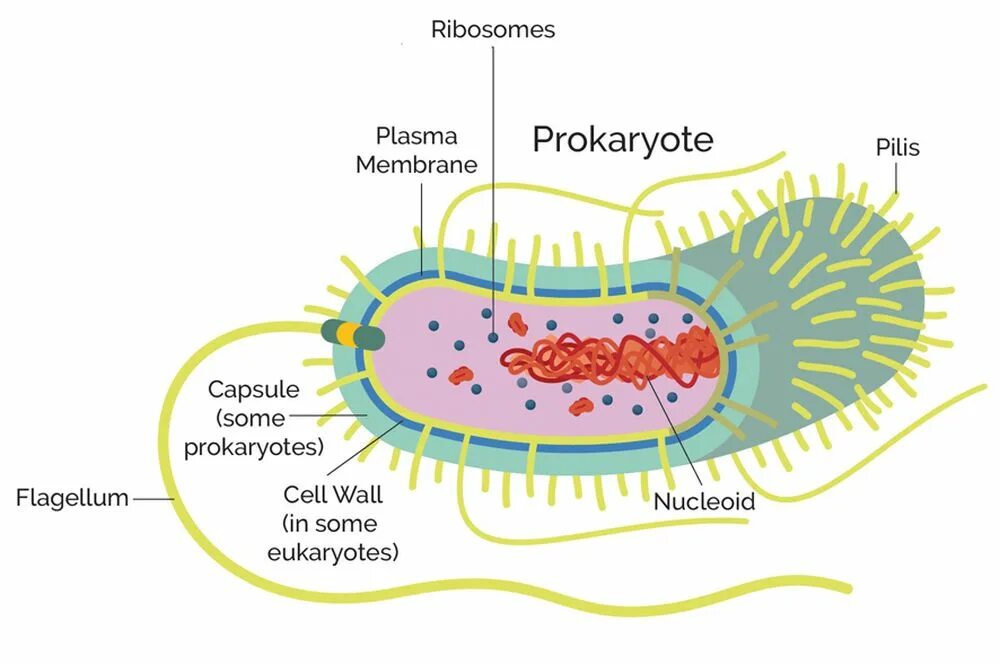 В клетках прокариот отсутствуют. Бактерии прокариоты. Prokaryotes. Клеточная стенка прокариот. Строение прокариот схема.