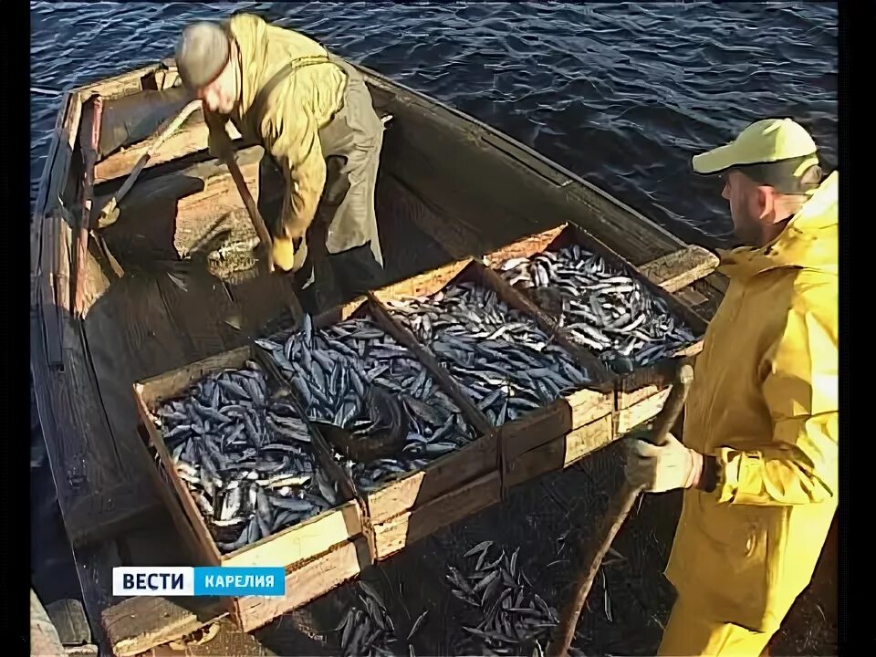 Промышленное рыболовство Карелия. Вылов рыбы в Карелии. Промысел ряпушки. Онежское озеро рыболовство.