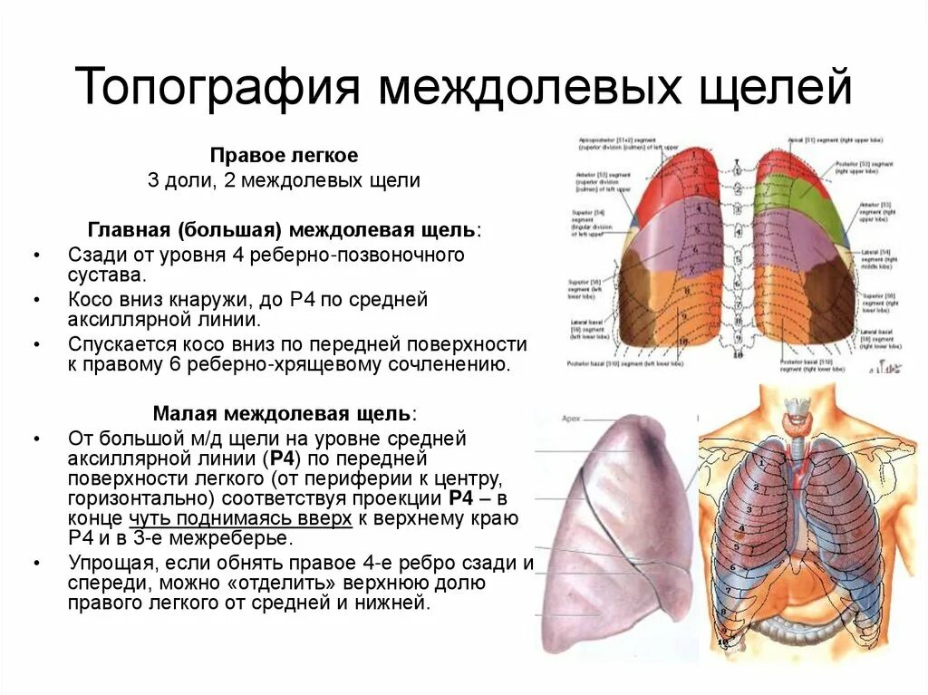 Первое легкое имеет