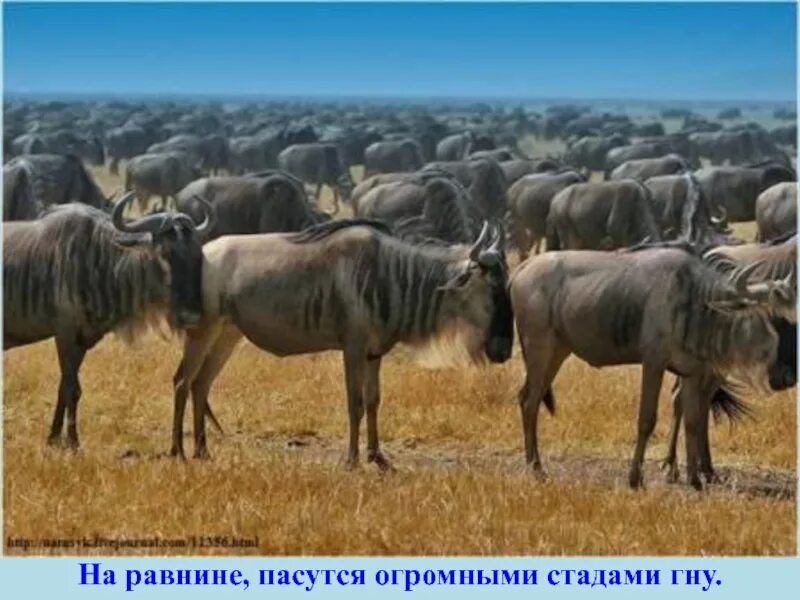 Антилопа гну может двигаться со скоростью 80. Стадо антилоп. африка стадо антилоп. гну.