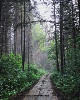 Леса перми