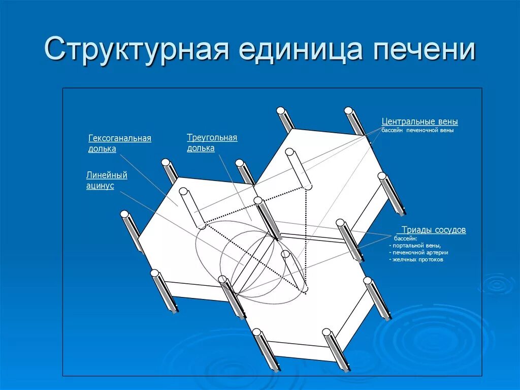 Структурно функциональная единица печени ацинус. Структурно-функциональная единица печени схема. Строение структурно-функциональной единицы печени. Структурнаяеденица печени