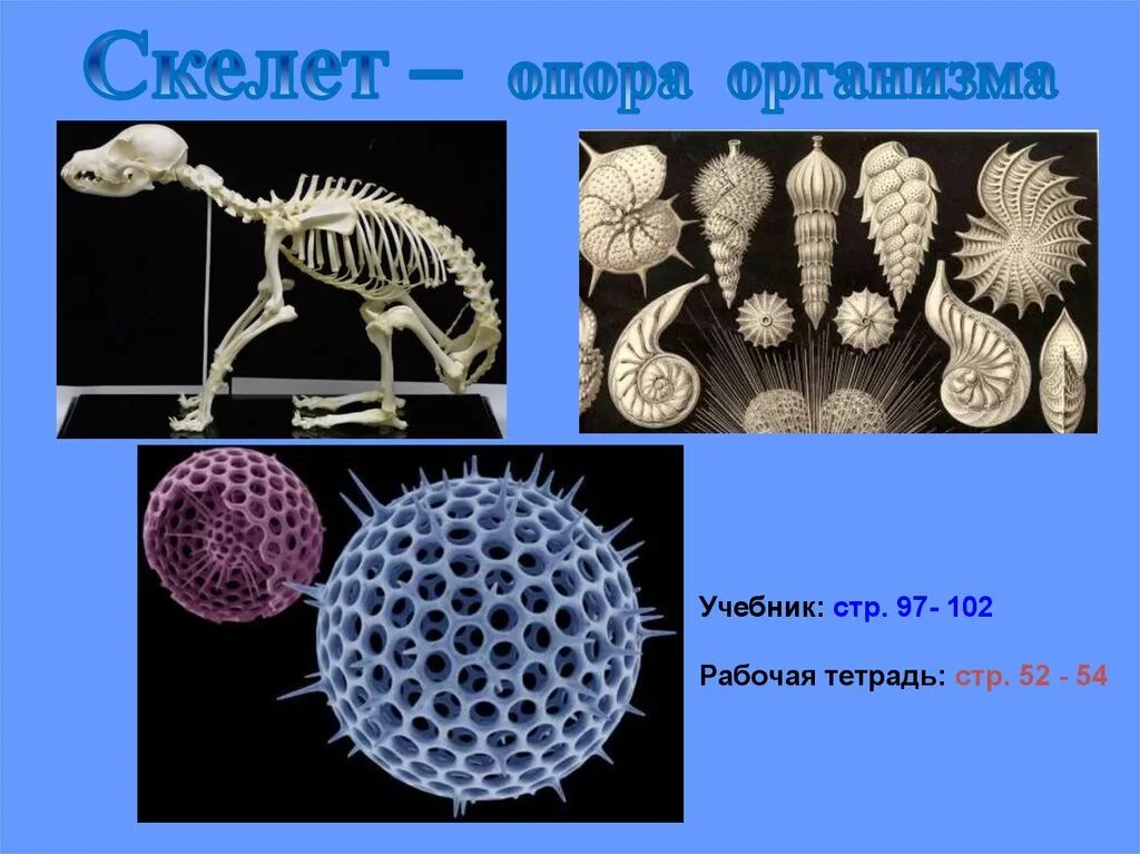 Скелет опора организма 6 класс биология. Опора организмов. Скелет опора организма таблица. Скелет опора организма у животных.