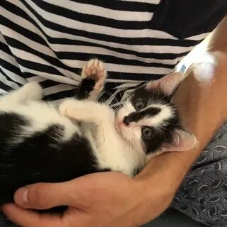 Котята стерлитамак