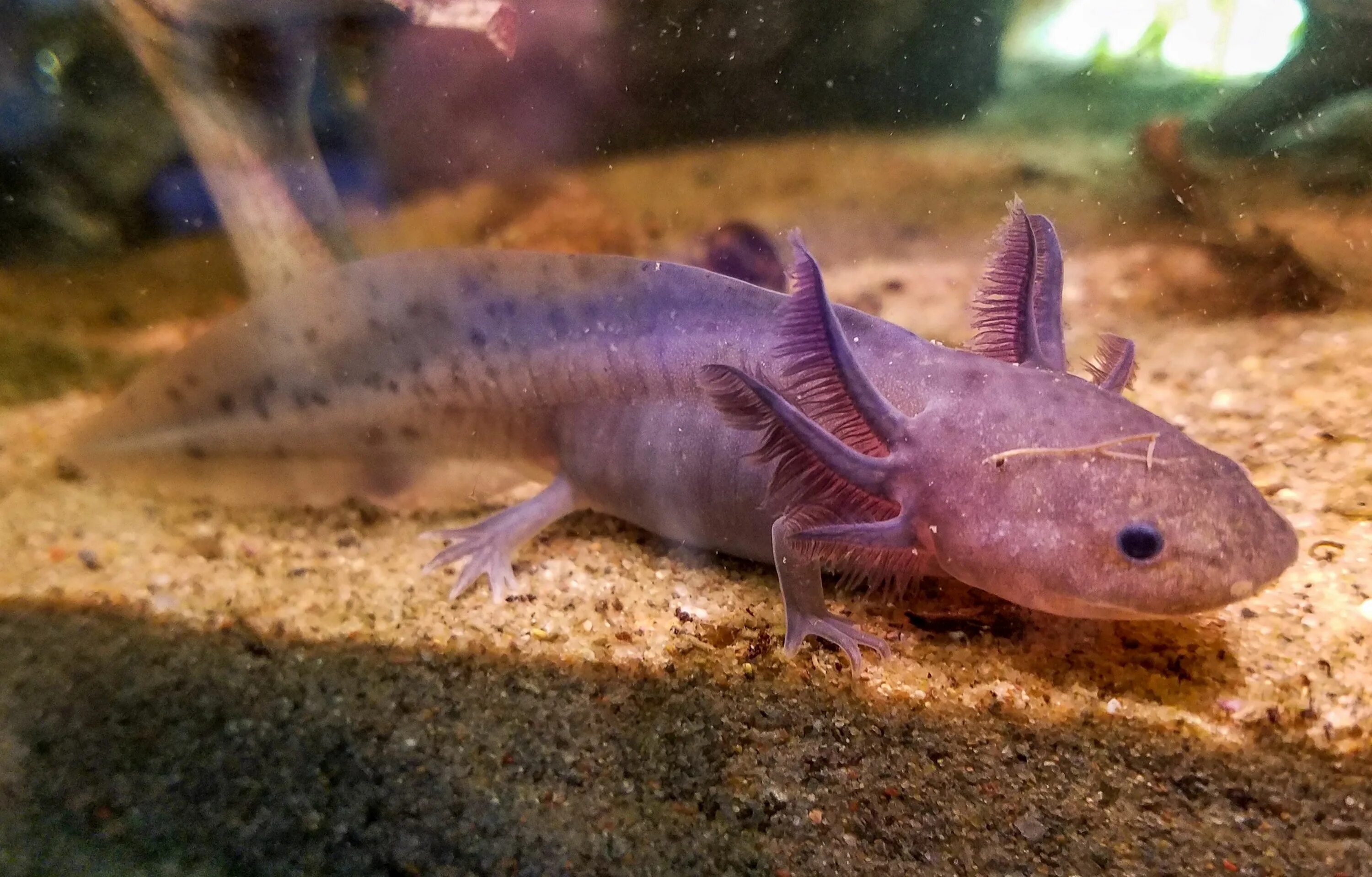 Аксолотль. Аквариумный дракончик аксолотль. Пурпурный аксолотль. Рыба Лунтик аксолотль.