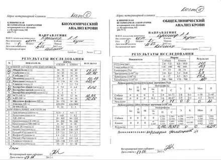 Анализы луганск