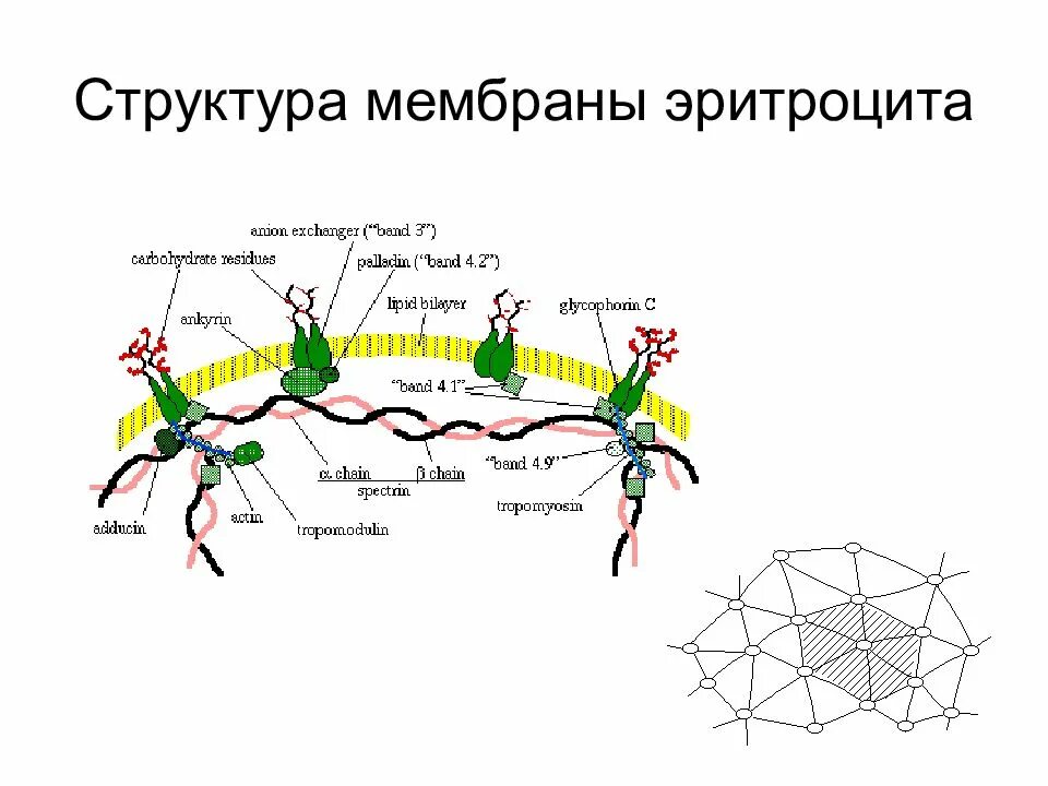 Плазмолемма эритроцита. Схема строения мембраны эритроцита. Эритроцит мембрана строение спектрин. Строение цитоплазматической мембраны эритроцита. Структура мембраны эритроцита.