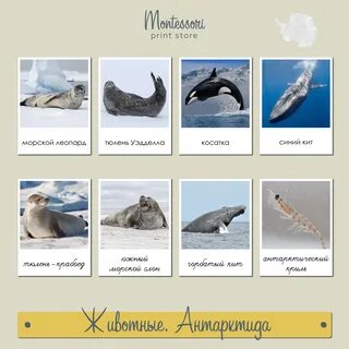 Интересные животные арктики