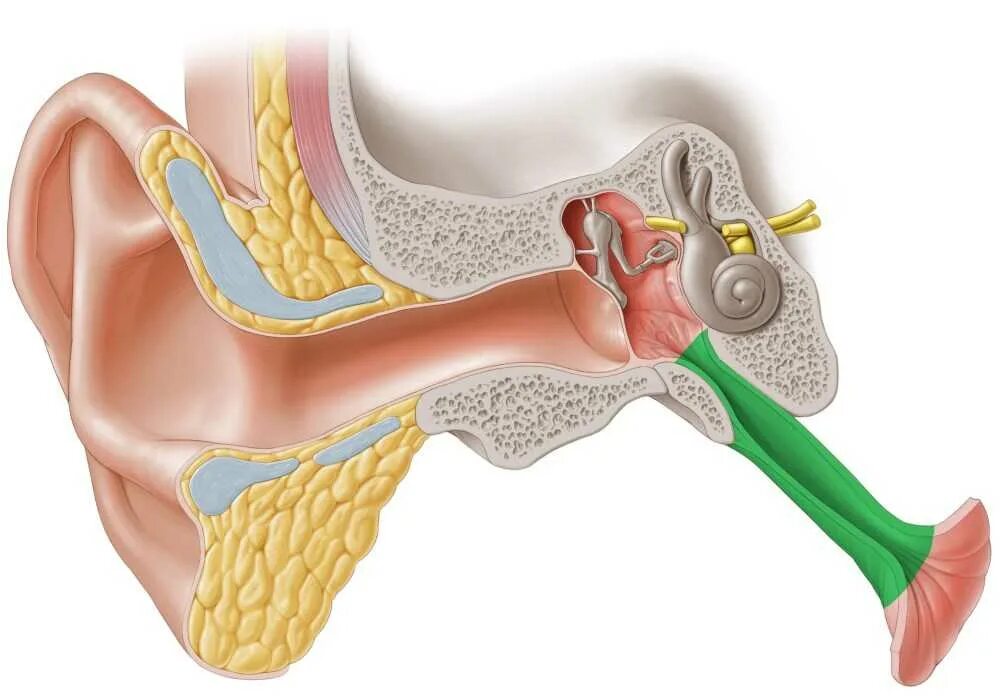 Евстахиит воспаление слуховой трубы. Евстахиит барабанная перепонка. Слуховые трубочки