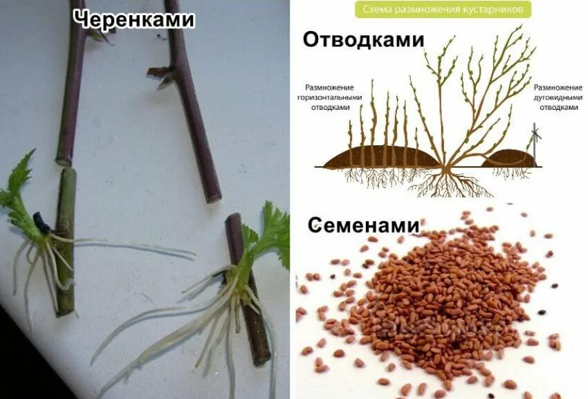 Бузина черная размножение черенками осенью. Размножение жимолости каприфоль отводками. Черенкование бузины черной. Размножение бузины черенками. Как размножить жимолость черенками весной