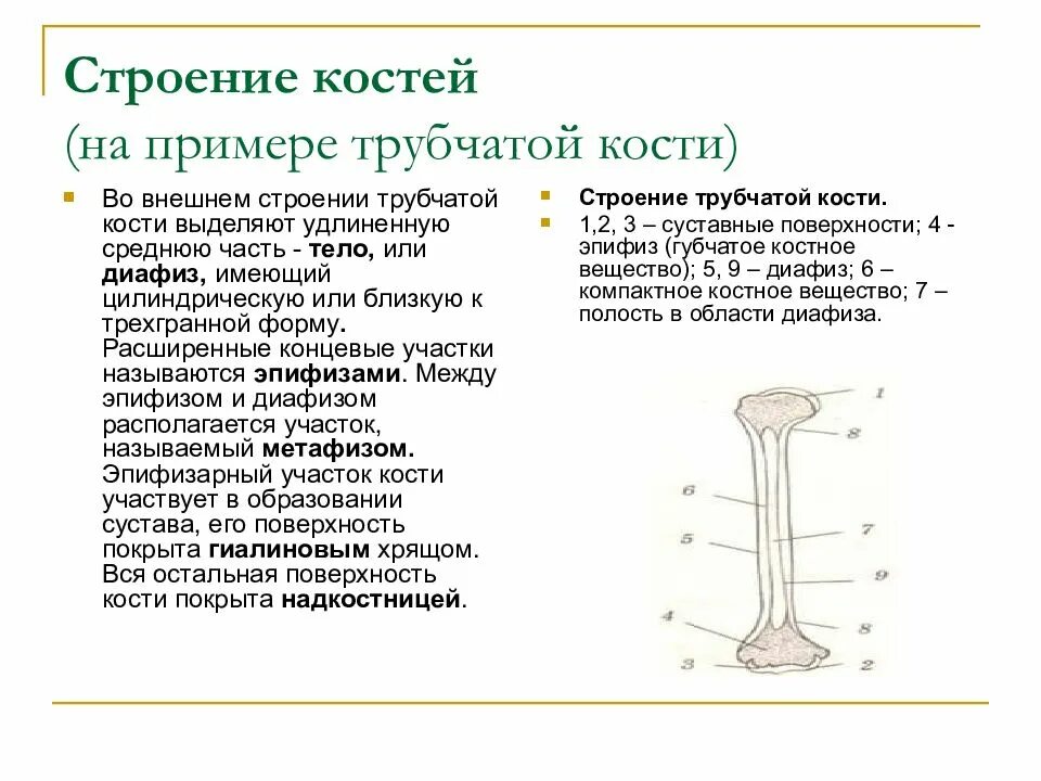 Из каких костей состоит череп: анатомия и строение - Sammedic.ru