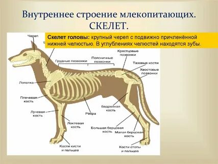 План внутреннее строение млекопитающих