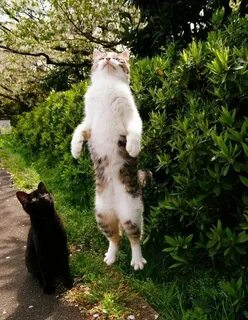 Смешные картинки с кошками