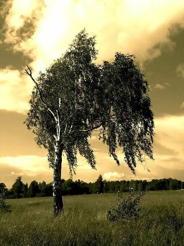 Природа березы. Осенняя береза. Ветер. Береза. Береза ветер лето.