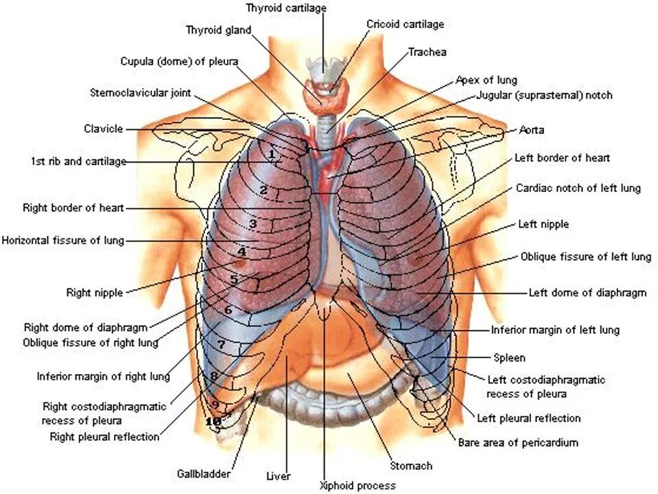 Расположение лёгких у человека со спины и спереди. Анатомическое расположение легких. Органы под правой грудью