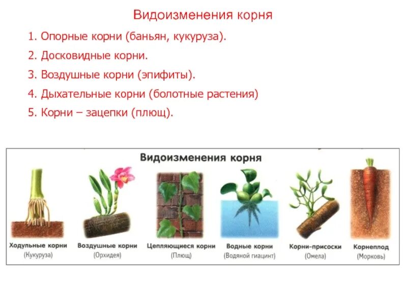 Корнеплоды видоизменения корня. Видоизмененный корень растения. Видоизменение корня свеклы.