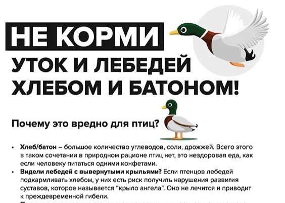 Чем кормить уток в городе. Можно ли кормить уток хлебом. Уток не кормить. Кормить уток хлебом. Чем кормить уток.