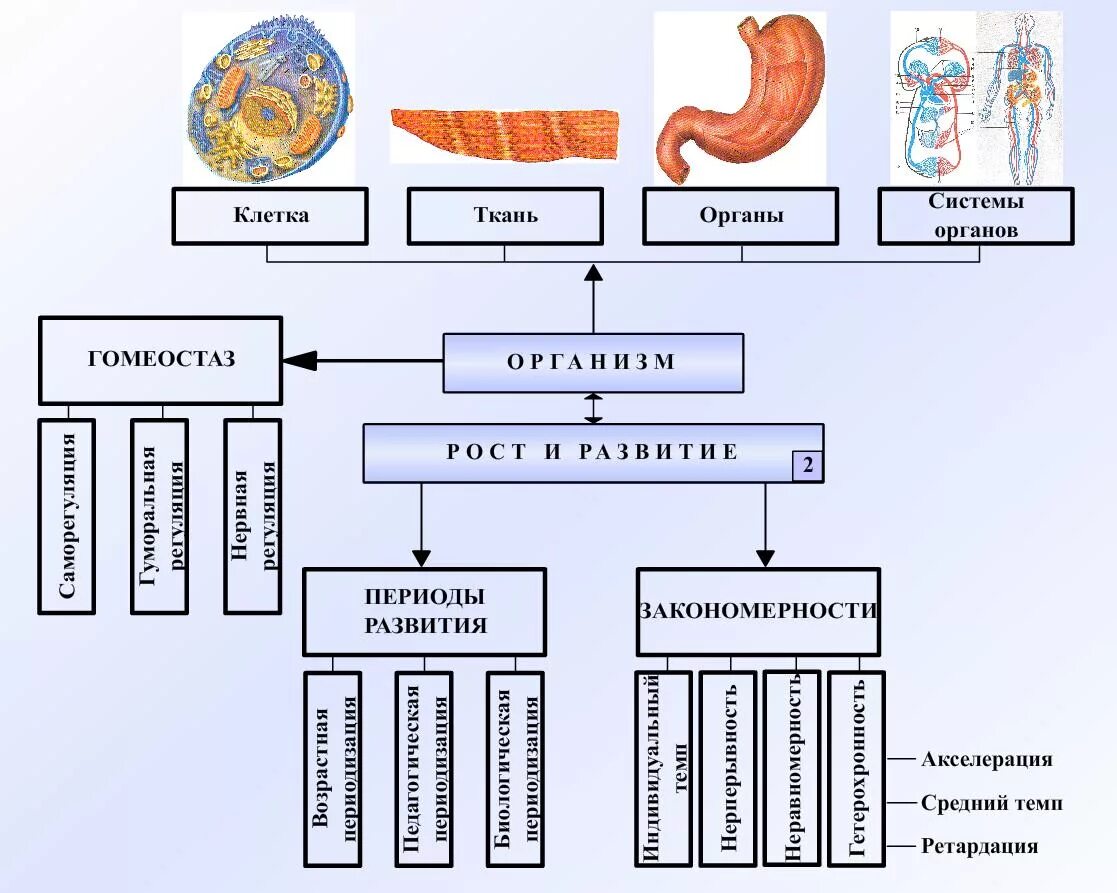 Закономерности роста и развития организма ребенка. Общие физиологические закономерности роста и развития организма. Основные закономерности роста и развития человека. Основные закономерности роста и развития детей.