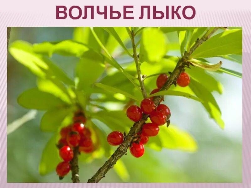 Волчье лыко (волчеягодник обыкновенный). Растение волчье лыко (волчеягодник обыкновенный). Гриб вороний глаз и волчье лыко. Где растет волчье лыко. Волчье лыко фото растения.