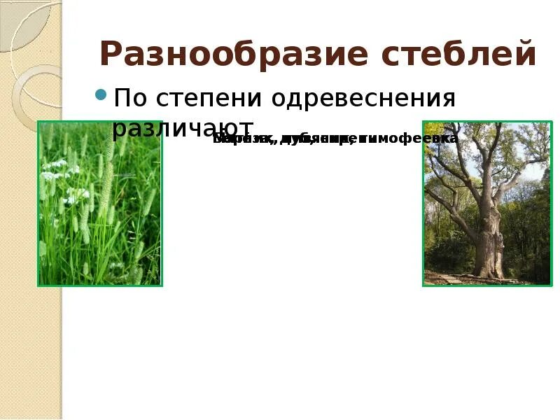 Разнообразие стеблей презентация. Разнообразие стеблей. многообразие стеблей по степени одревеснения. классификация стеблей по степени одревеснения. степень одревеснения стебля.