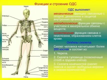 Скелетная система человека органы и функции