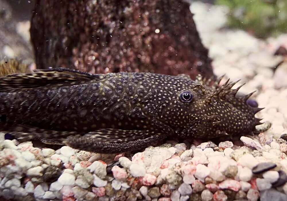Сом анциструс фото. Сомик присоска анциструс. Сом анциструс обыкновенный. Рыбка сомик анциструс. Голубой сомик-анциструс.
