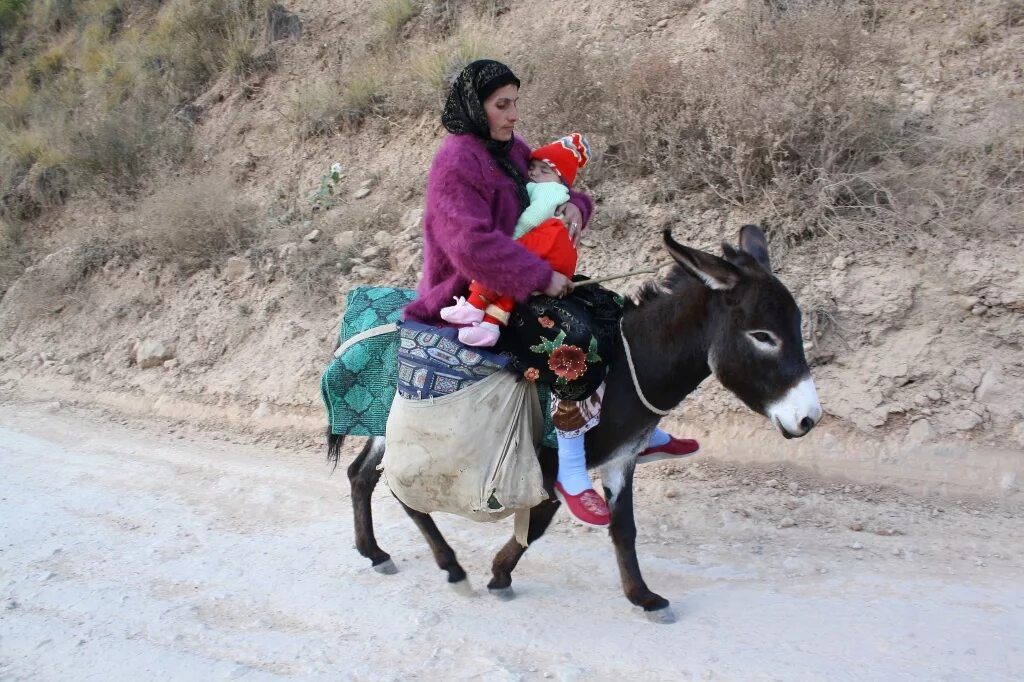 узбек на ишаке. женщина на ослике. узбекский ишак. человек на осле. верхом на осле.