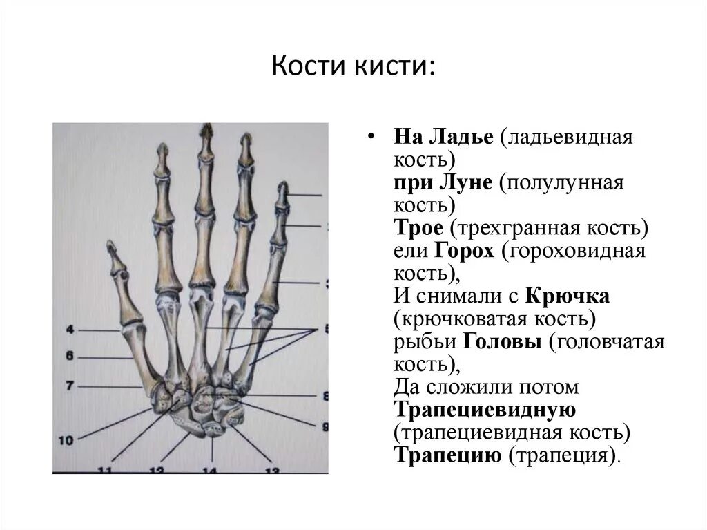 Кости кисти левой руки анатомия. Назовите отделы кисти. 1 палец кисти анатомия. Шиловидный отросток лучезапястного сустава. Назовите отделы кисти.