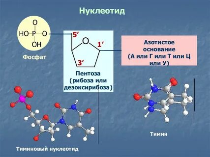 В состав нуклеотида входит азотистое основание