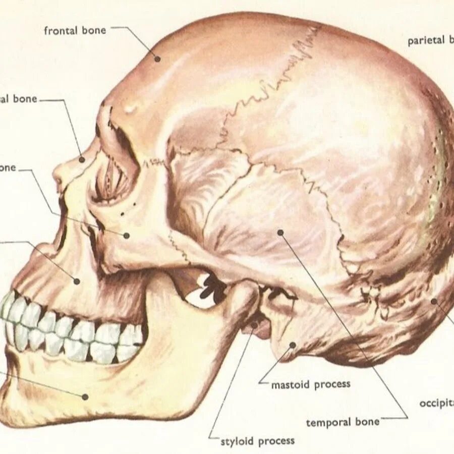 Части черепа головы. Строение черепа человека. Строение черепа головы. Кости головы человека анатомия.