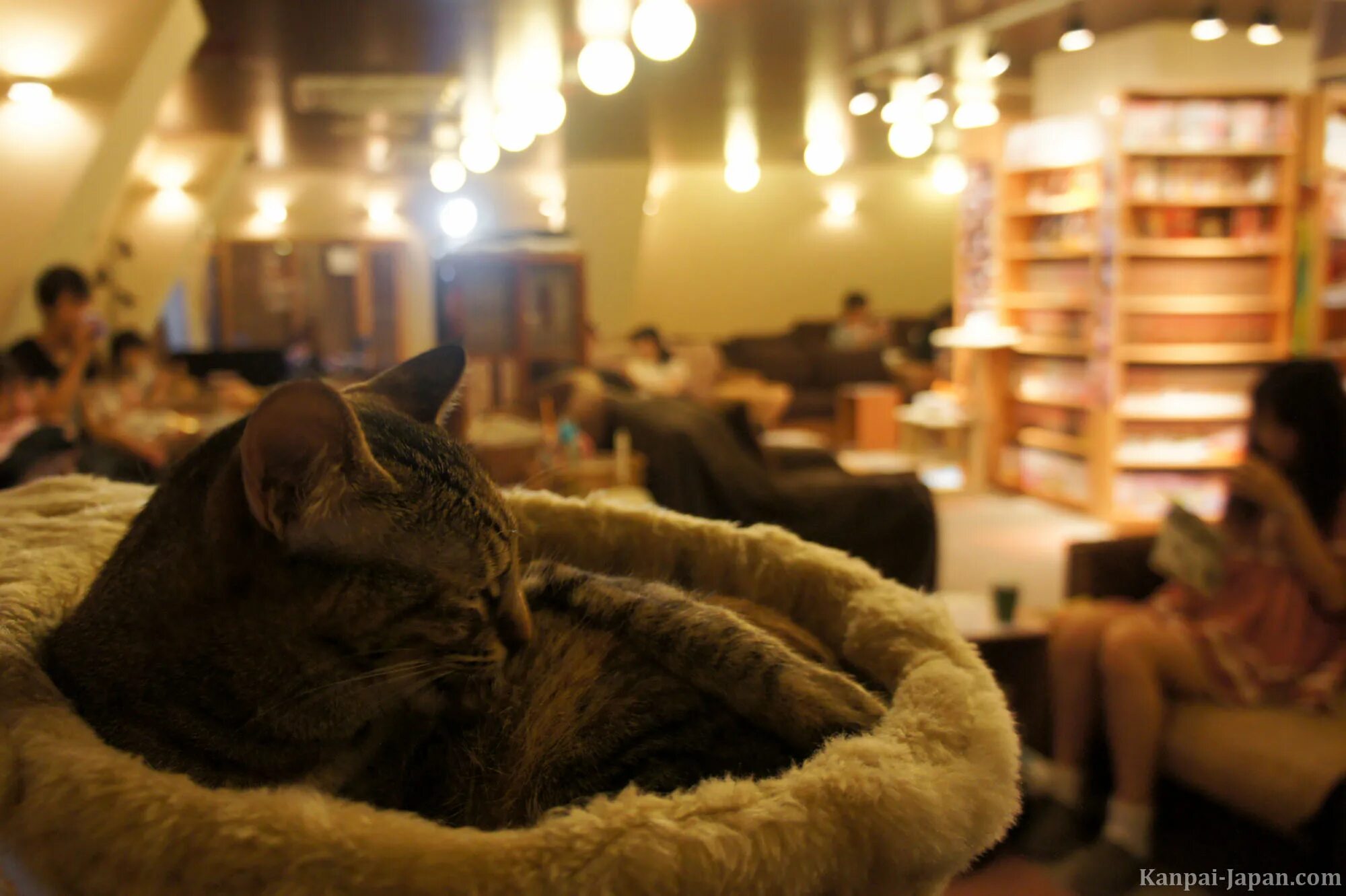 Кафе с кошками адрес. Кошачье кафе - "Cat Cafe" в Японии. Кошачьи кафе в Японии. Кошачье кафе в Токио. Антикафе с кошками.