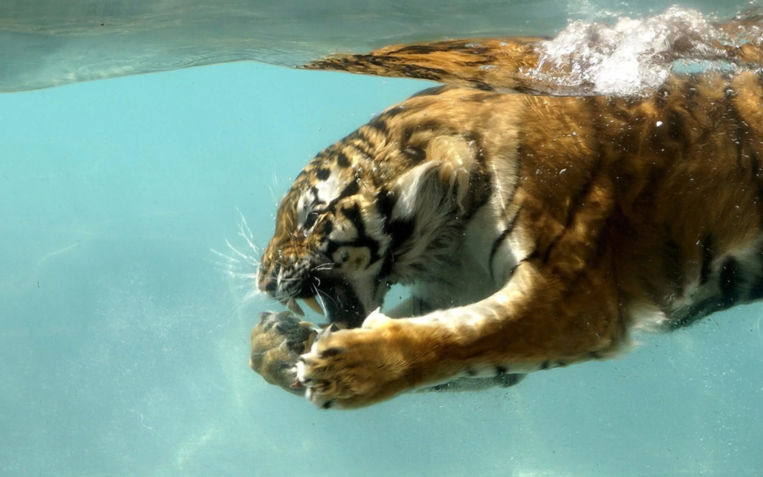 Звери под водой. Плавающие животные. Животные под водой. Тигр под водой. Тигр плавает.