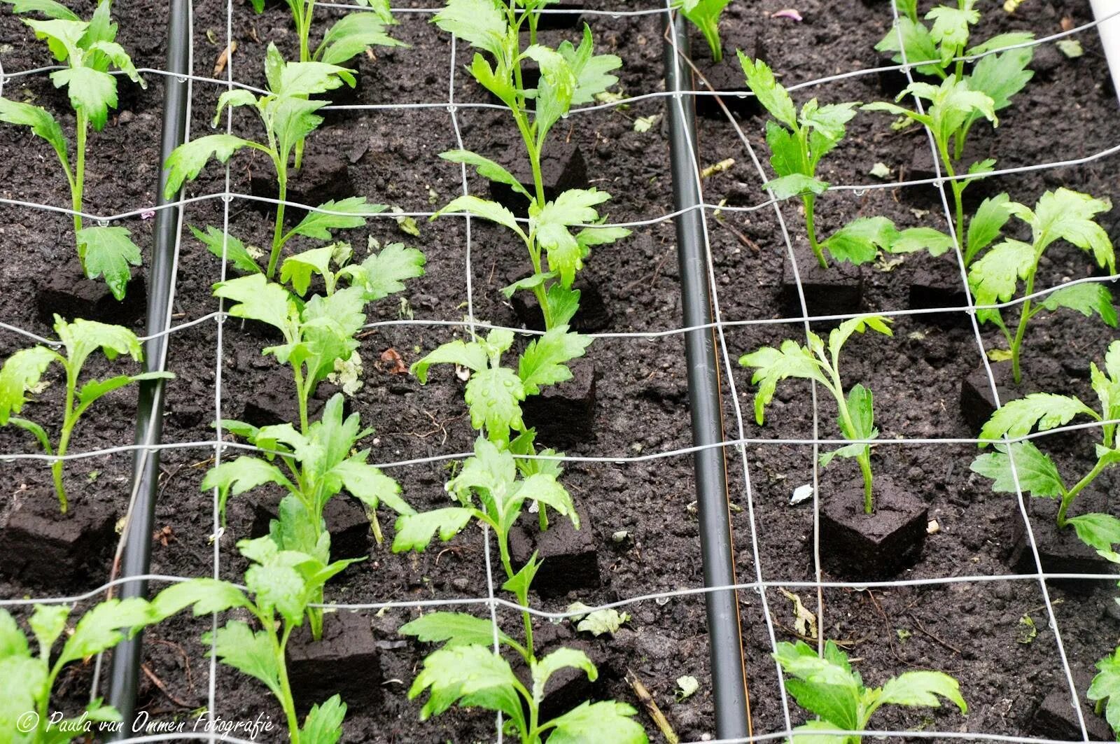 Всходы хризантемы корейской. Рассада хризантемы крупноцветковой. Хризантема корейская рассада. Рассада хризантемы мультифлора. Сеянцы хризантемы.