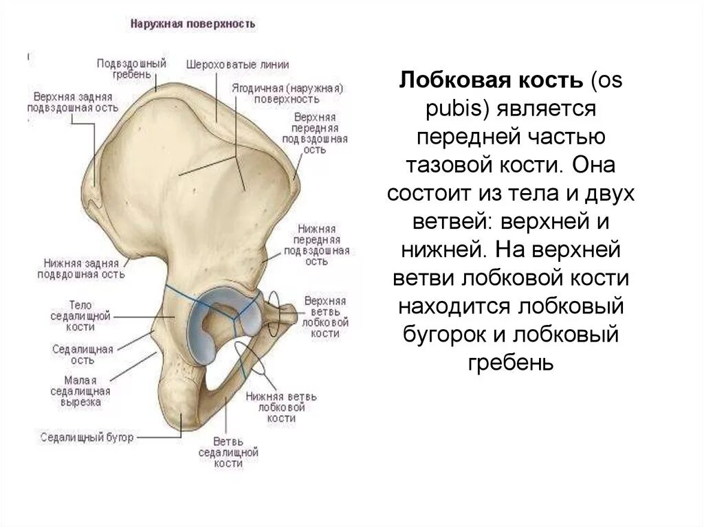 Правая лонная кость. Тазовая кость анатомия вертлужная впадина. Лобковая кость вертлужная впадина. Вертлужная впадина подвздошной кости анатомия. Кости вертлужной впадины анатомия.