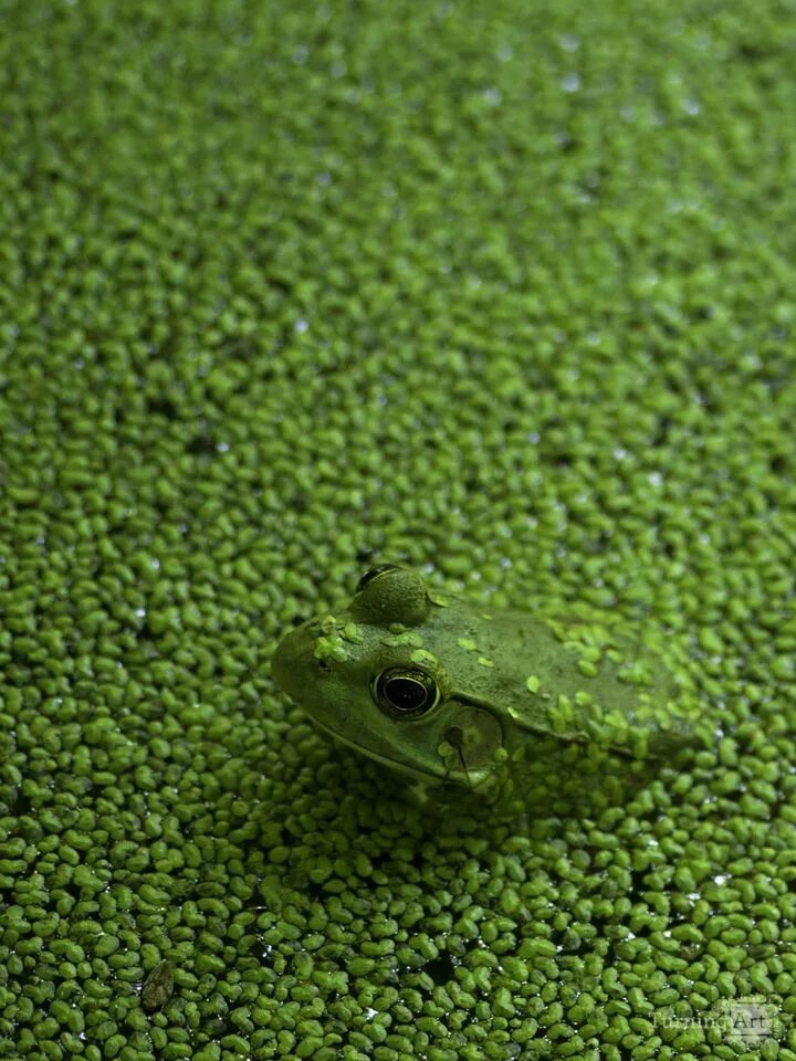 Frog Green цвет. Зеленая лягушка. Лягушачий цвет. Цветные лягушки. Лягушка зеленого цвета