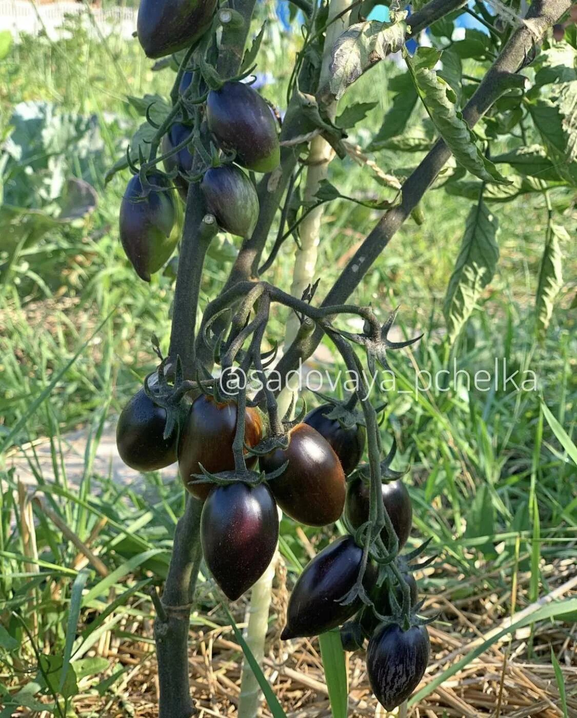 Томат атомный виноград. Томат Brad's Atomic grape. Виноград бреда томат. Атомный виноград Брэда Гейтса томат. Атомный виноград бреда томат описание отзывы фото