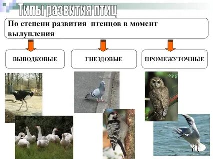 Типы развития птиц